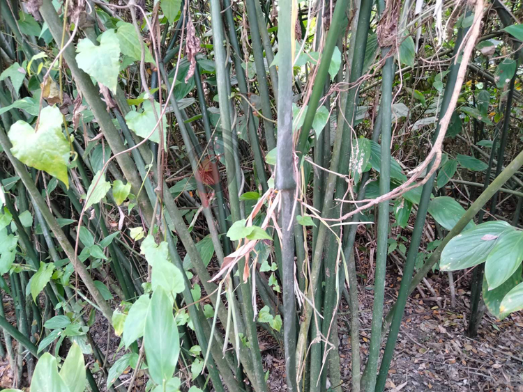 শীতল পাটিতে ভাগ্যবদল