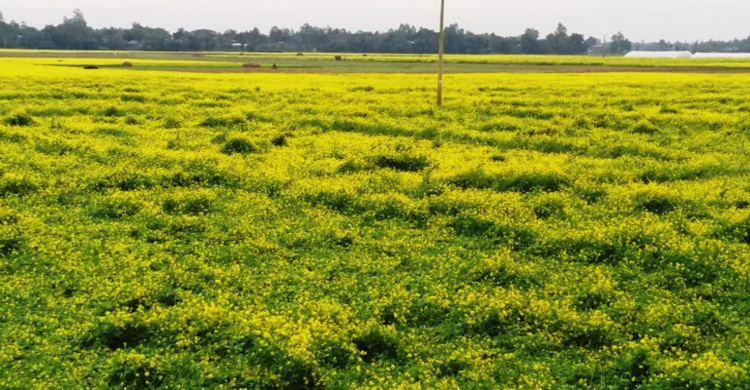 সরিষার ক্ষতি করবে বৃষ্টি, শৈত্যপ্রবাহ ও ঘন কুয়াশা