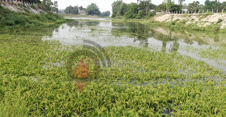 মির্জাপুরের নদ-নদীতে পানি বৃদ্ধি, তলিয়ে গেছে ৮০ হেক্টর জমির ফসল