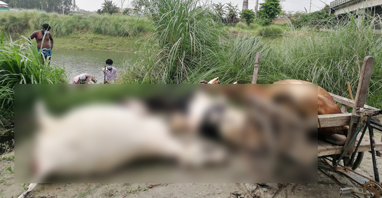 মির্জাপুরে আধাঘণ্টার ব্যবধানে ৭ গরুর মৃত্যু