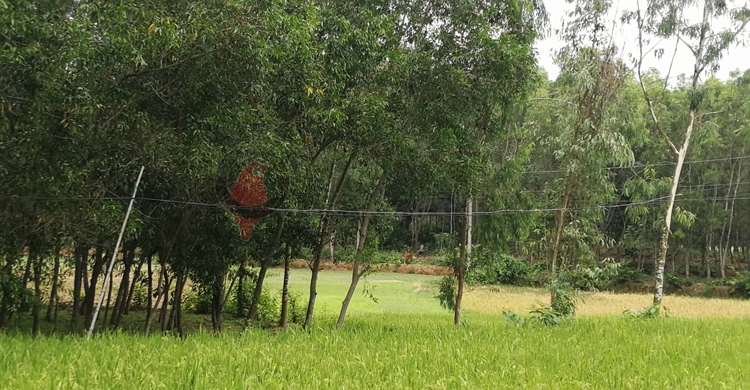 বাঁশনির্ভর বিদ্যুতের লাইন যেন মরণফাঁদ