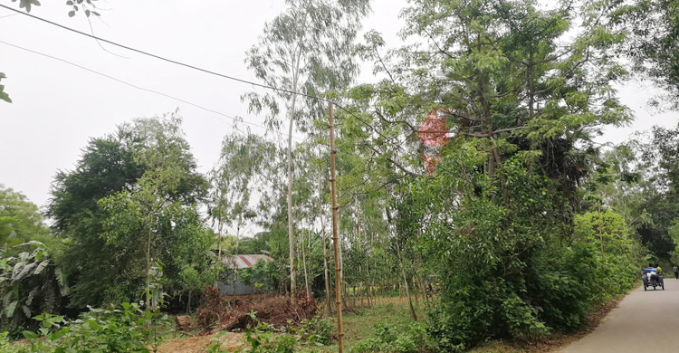 বাঁশনির্ভর বিদ্যুতের লাইন যেন মরণফাঁদ