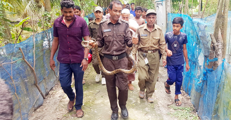 মোংলায় গাছ থেকে ৯ ফুট লম্বা অজগর উদ্ধার