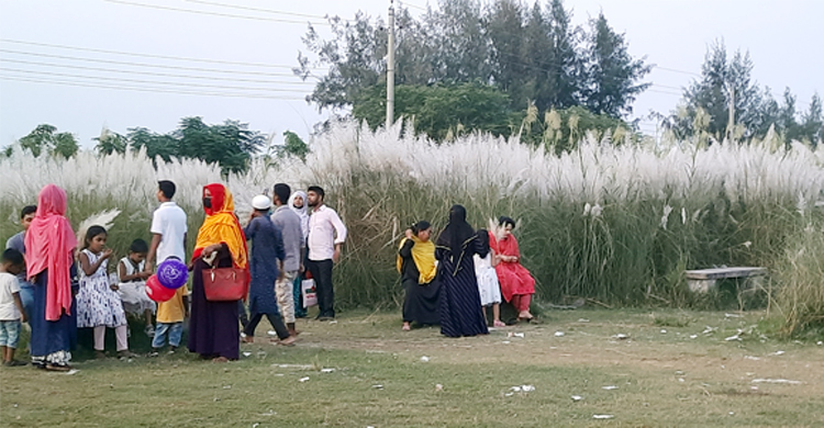কাশফুলে ছেঁয়ে গেছে মেরিন ড্রাইভ সড়কের দুপাশ