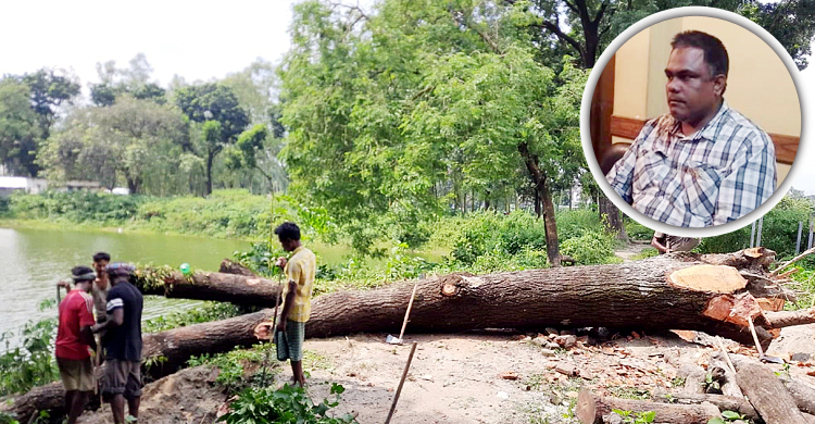 ঠাকুরগাঁওয়ে গাছ চুরির মামলায় কাউন্সিলর গ্রেফতার
