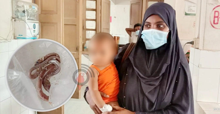 খেলাচ্ছলে সাপের বাচ্চার গায়ে কামড়ে দিলো শিশু!