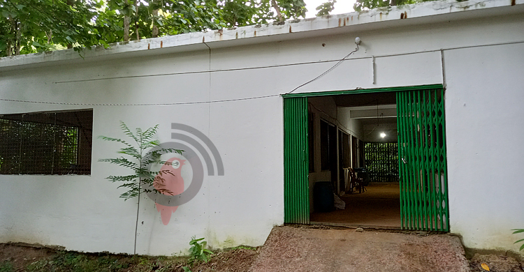 চিকিৎসক ছাড়াই চলছে লাউয়াছড়া রেসকিউ সেন্টার