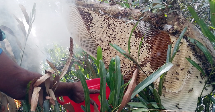 সুন্দরবনে মধু আহরণ শুরু