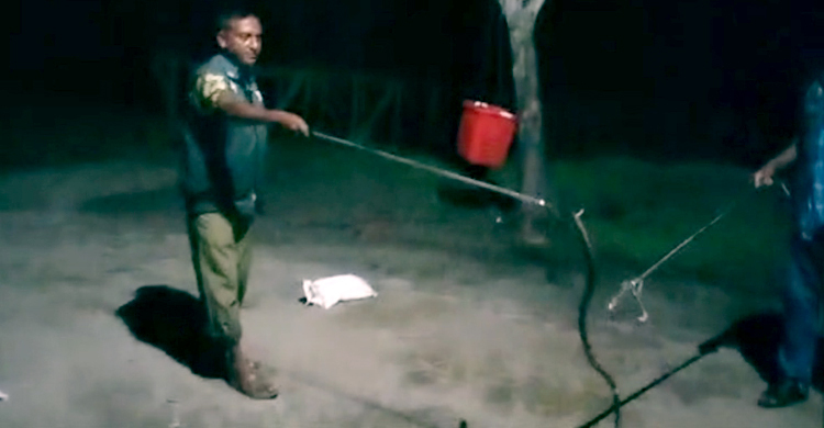 কোবরা দেখিয়ে ছিনতাইয়ের চেষ্টা, জব্দের পর সুন্দরবনে অবমুক্ত