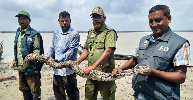 বসতবাড়ি থেকে সাড়ে ১০ ফুট লম্বা অজগর উদ্ধার