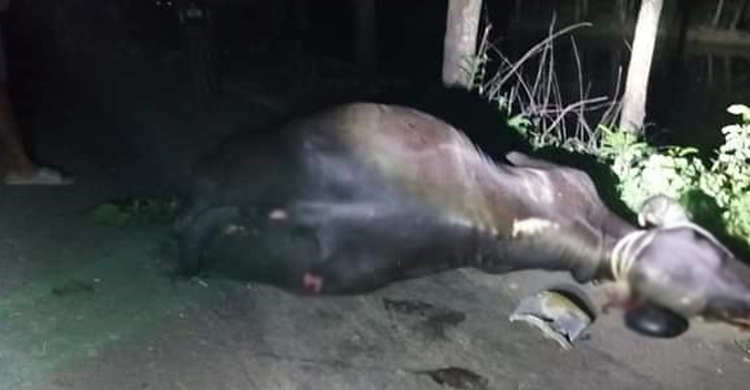 মাইক্রোবাসের ধাক্কায় জখম মহিষ, জবাই করে মাংস বিক্রি