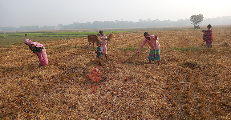 ধান কুড়িয়ে চলে অরুণের সংসার