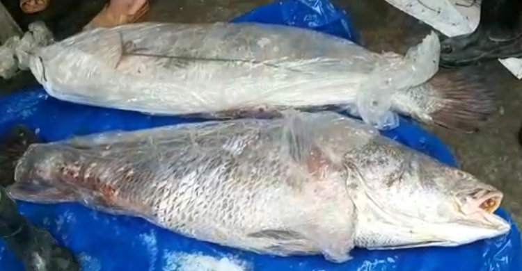 দুবলার চরে ধরা পড়া দুই ভোল সাড়ে ১৮ লাখে বিক্রি
