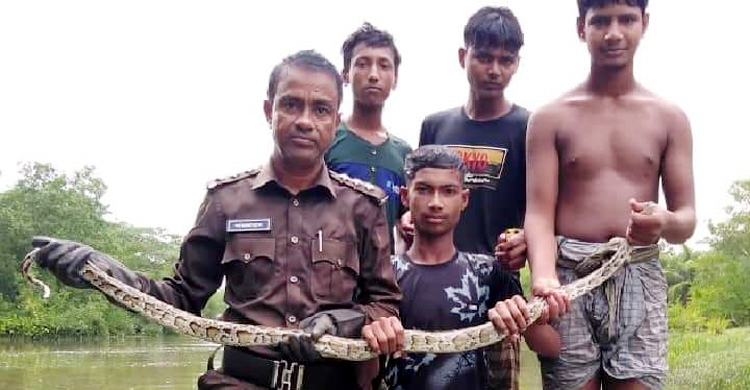 মোংলায় ৯ ফুট লম্বা অজগর উদ্ধার