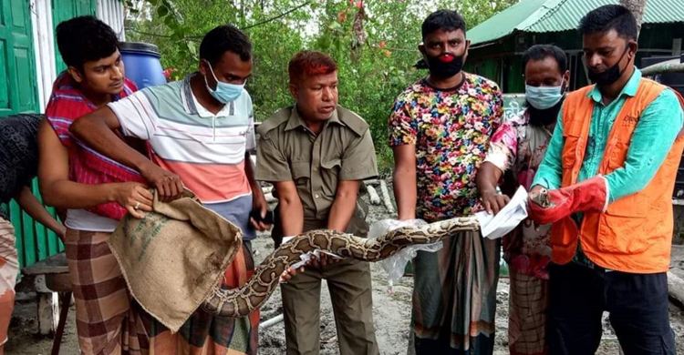 জোয়ারে সুন্দরবন থেকে ভেসে আসা অজগর উদ্ধার