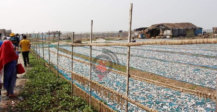 ১ নভেম্বর শুরু হচ্ছে দুবলার চরের শুঁটকি মৌসুম