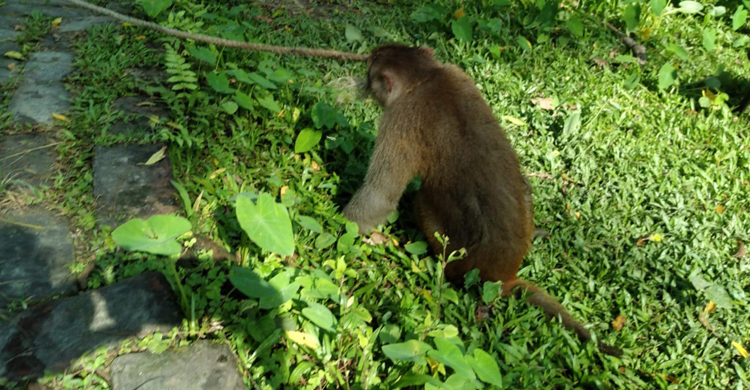 লোকালয়ে আসা বানর সুন্দরবনে অবমুক্ত