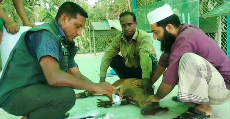 বাঘের থাবায় আহত হরিণ সুন্দরবনে অবমুক্ত