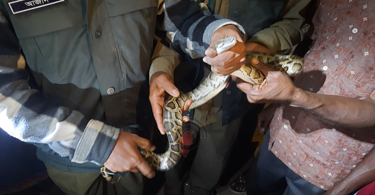 লোকালয়ে উদ্ধার অজগর সুন্দরবনে অবমুক্ত