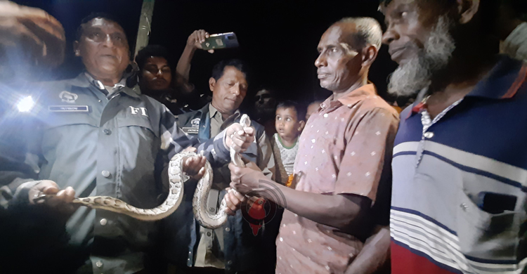 লোকালয়ে উদ্ধার অজগর সুন্দরবনে অবমুক্ত