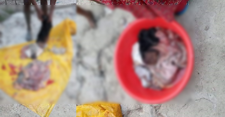 বাঘের মুখ থেকে বেঁচে ফিরলেও শেষরক্ষা হয়নি গরুটির