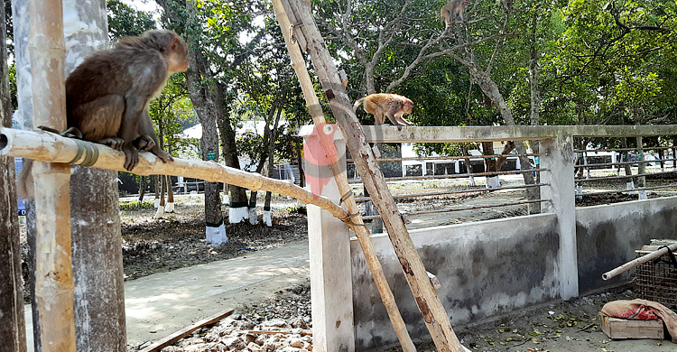 মোংলায় পর্যটক দেখলেই দলবেঁধে ছুটে আসছে বানর