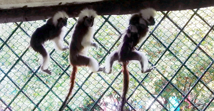 সাফারি পার্কে ‘পকেট মাঙ্কি’র ঘরে দুই নতুন অতিথি