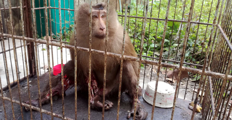 বিদ্যুৎস্পৃষ্টে অসহায়, খাবার মুখে নিতে পারছে না বানরটি