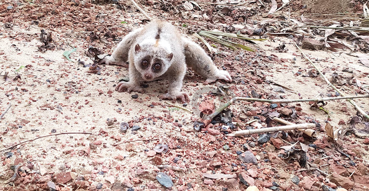 নেত্রকোনায় লজ্জাবতী বানর উদ্ধার, বনে অবমুক্ত