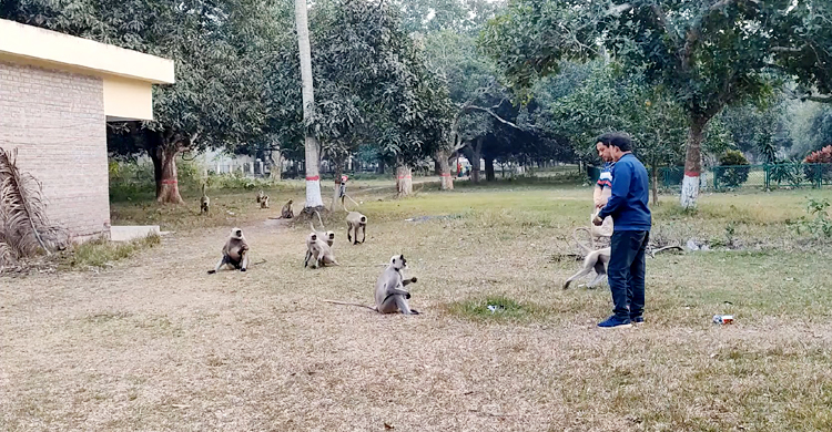 হনুমানের অত্যাচারে অতিষ্ঠ এলাকাবাসী