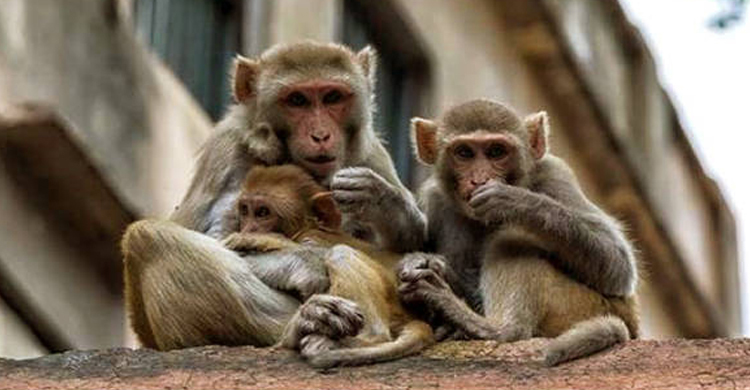 খাবারে বিষ দিয়ে মারা হলো ১৬টি বানর