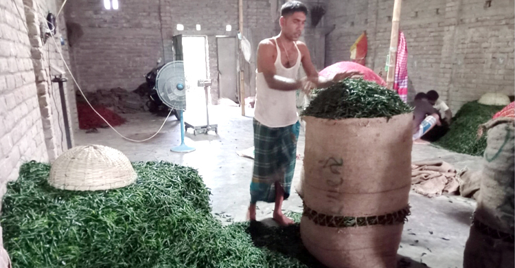 ফরিদপুরে কাঁচামরিচের কেজি ১৬০ টাকা