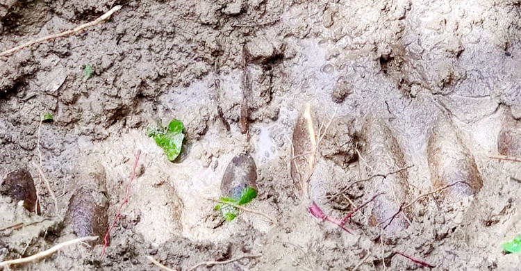 বান্দরবানে পুঁতে রাখা ১২ মর্টারশেল উদ্ধার