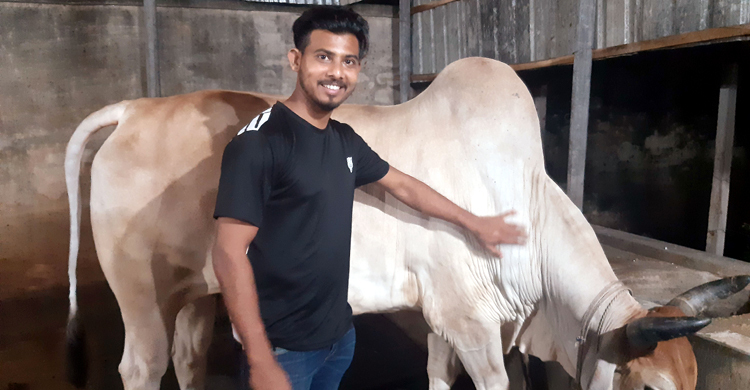 ঝুঁকি এড়াতে খামার থেকে কোরবানির গরু কিনলেন মোসাদ্দেক