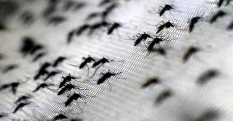 শায়েস্তাগঞ্জে মশার উৎপাতে অতিষ্ঠ পৌরবাসী