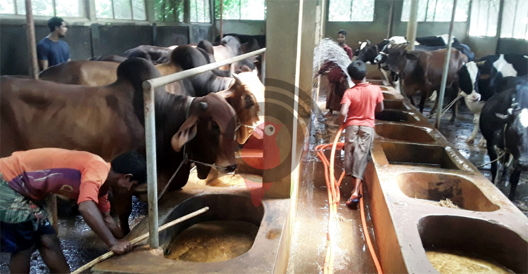 মৌলভীবাজারে কোরবানির পশু বিক্রি নিয়ে চিন্তিত খামারিরা