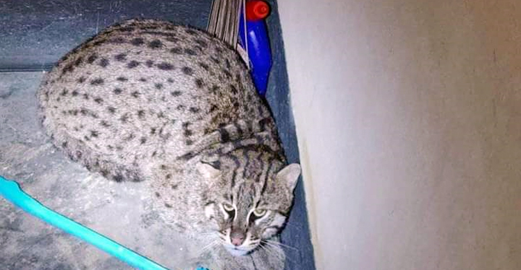 বাড়ির শৌচাগার থেকে মেছো বিড়াল উদ্ধার