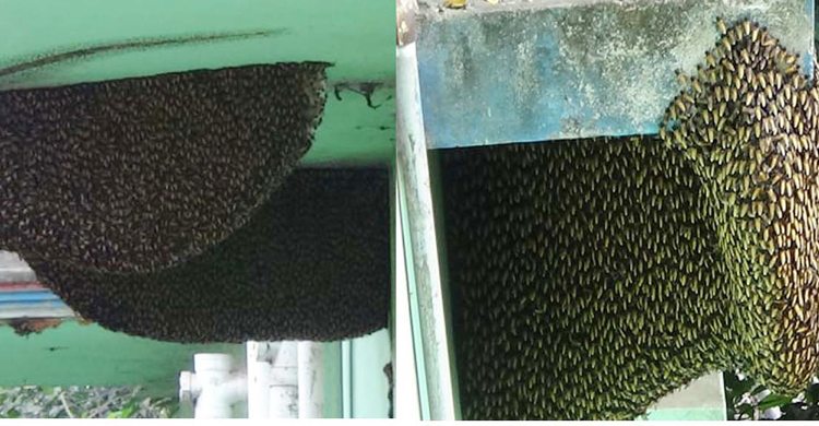 পুরো বাড়িটাই যেন মৌমাছির!