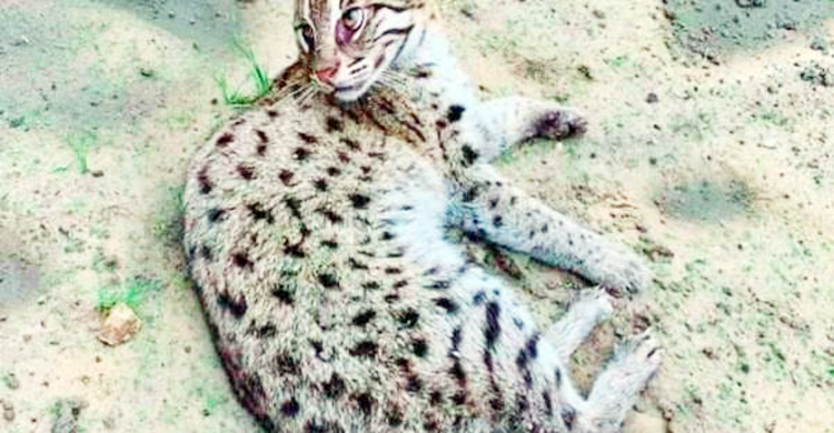 শ্রীমঙ্গলে ধানক্ষেত থেকে আহত মেছোবাঘ উদ্ধার