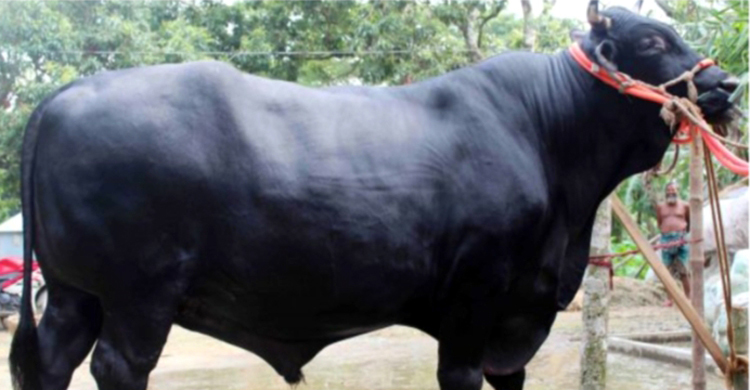 কালা মানিকের দাম ২০ লাখ টাকা