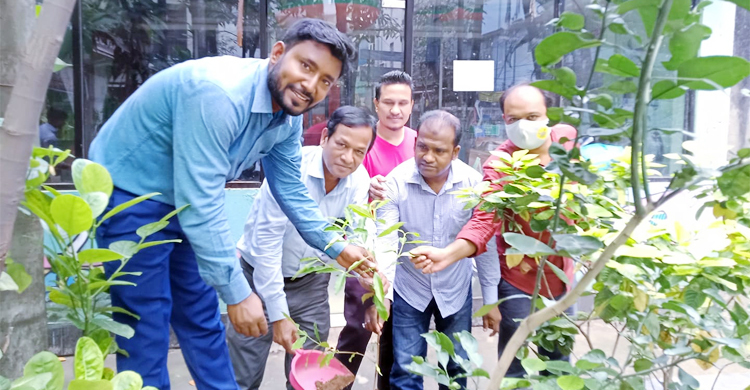 ছাদ কৃষিতে সবুজায়ন হবে ঢাকা