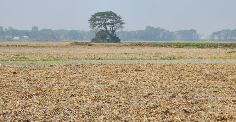 হামলা-মামলায় গ্রামছাড়া ৬০ পরিবার, হচ্ছে না ৯১ বিঘা জমির আলুচাষ