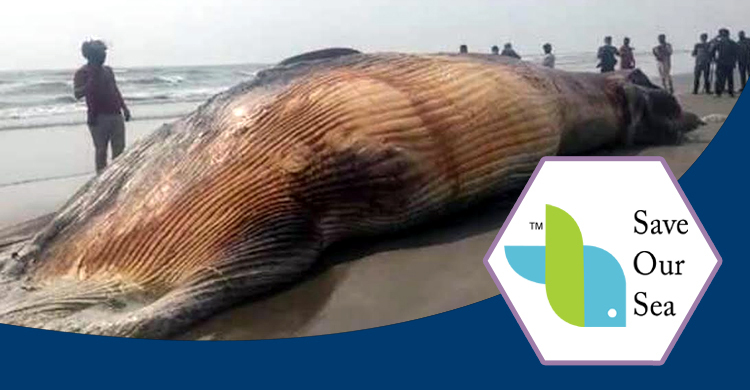 তিমি মৃত্যুর সঠিক কারণ দ্রুত চিহ্নিত করার দাবি
