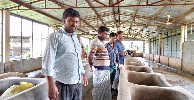 ভাইস চেয়ারম্যানের ফার্ম থেকে ২০ লাখ টাকার গরু চুরি