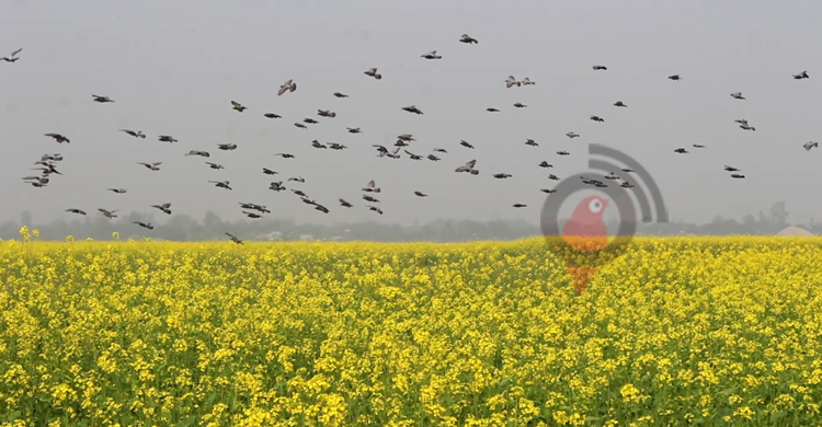 আলুর রাজ্যে সরিষার বিপ্লব