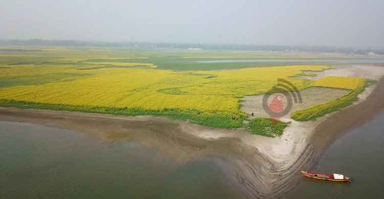 আলুর রাজ্যে সরিষার বিপ্লব