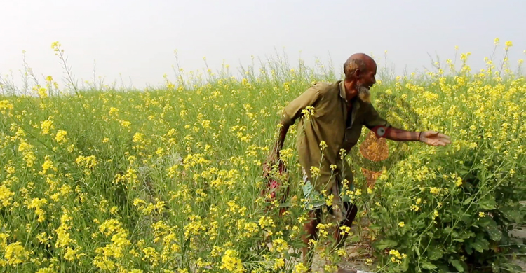 আলুর রাজ্যে সরিষার বিপ্লব