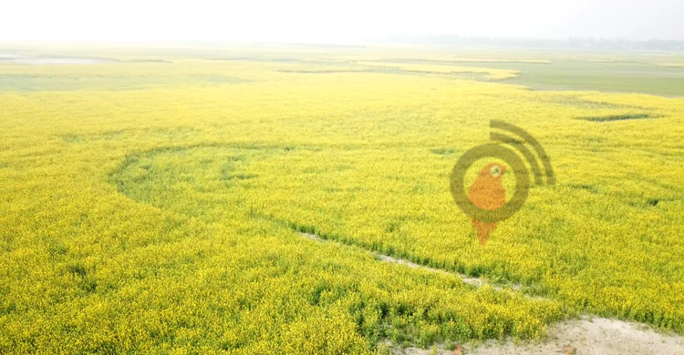 আলুর রাজ্যে সরিষার বিপ্লব