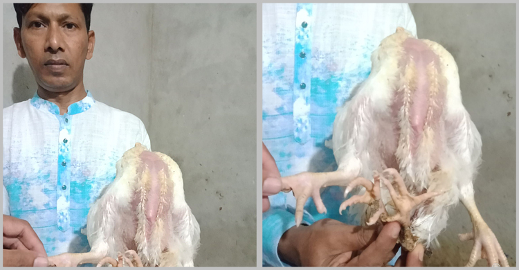 নারায়ণগঞ্জে এক মুরগির চার পা, এলাকায় চাঞ্চল্য