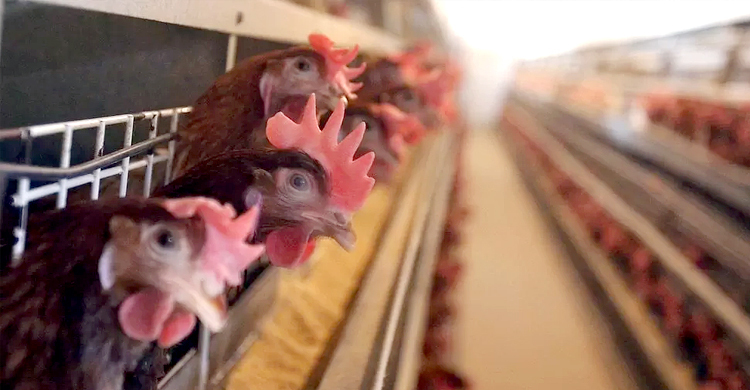 ডিম পাড়া মুরগির সংকট নিউজিল্যান্ডে